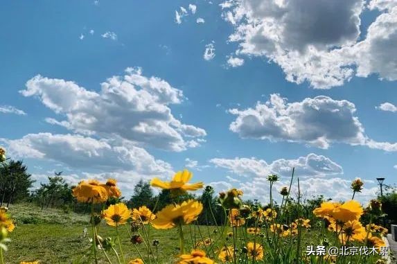 芒种至仲夏始最好的生活是什么,芒种好玩的地方