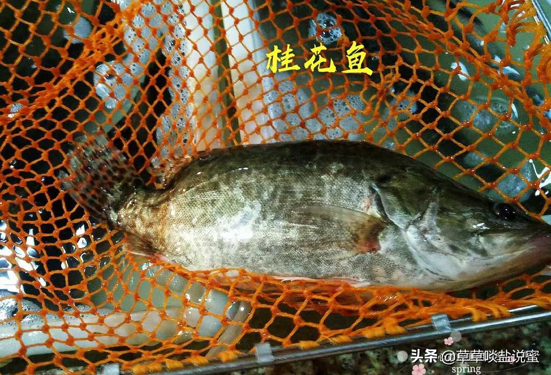 桂花鱼要怎么煮好呢,桂花鱼要怎么弄比较好吃