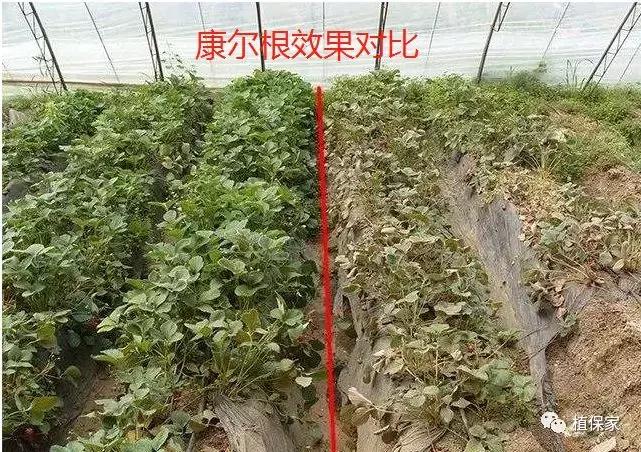 花生根腐病最新治疗方法,油菜根腐病的治疗方法
