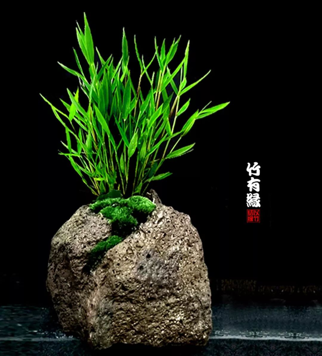 竹子浇水诀窍,竹子浇水的正确方法