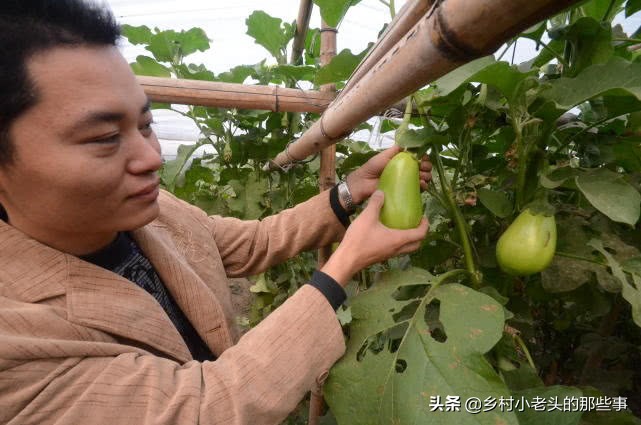 过期奶粉浇花的正确方法,过期的奶粉怎么用来种菜