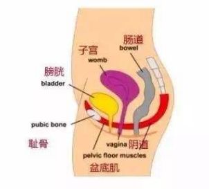 女性尿*禁失**等“难言之隐”和它有关，年轻时就要预防