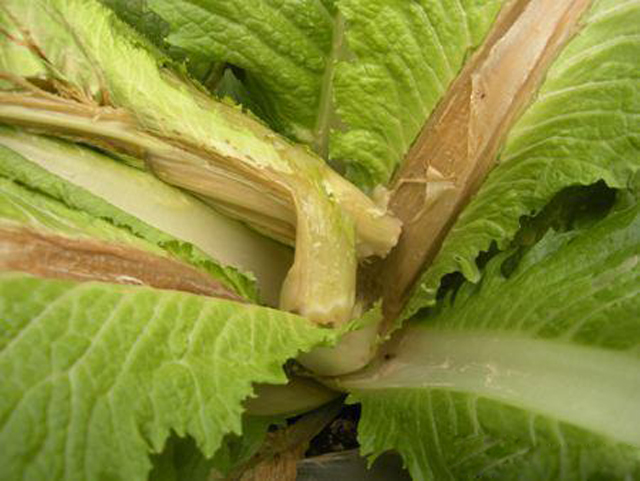 菜心烂心是何原因如何处理,大白菜心烂了怎么回事