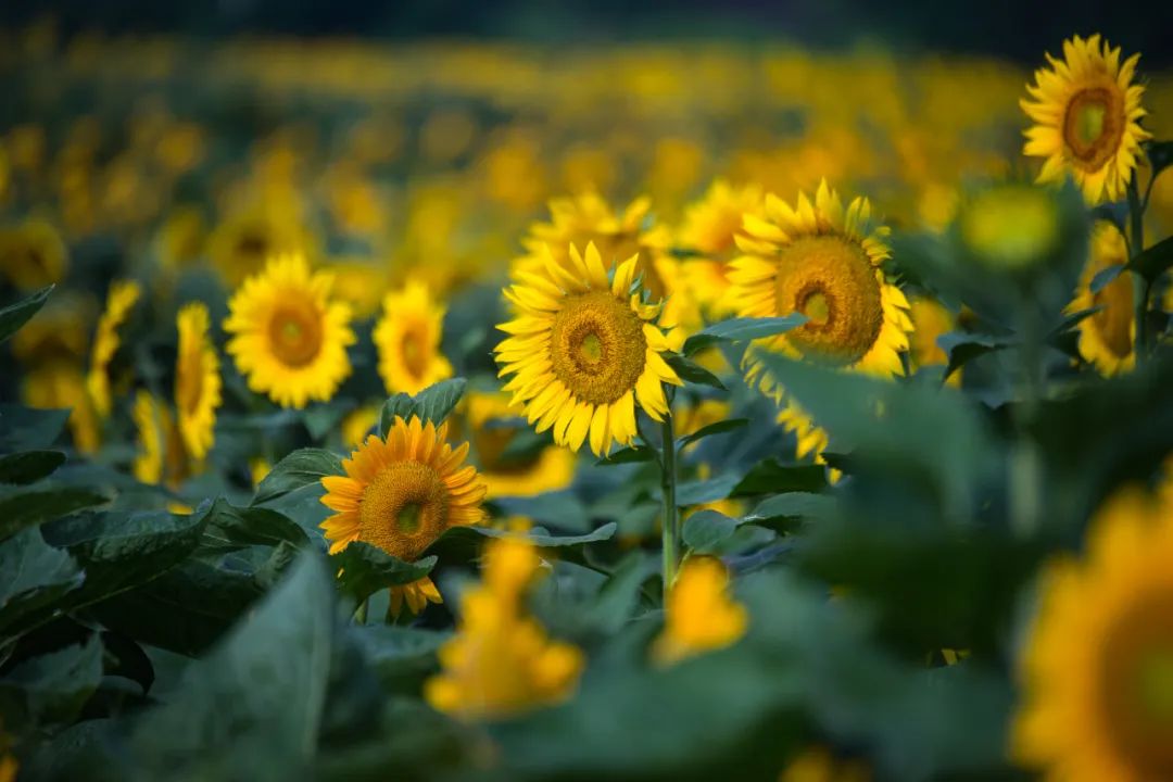 在济南花式避暑，一见“清”心！只需一瞥，便足以把酷夏原谅…