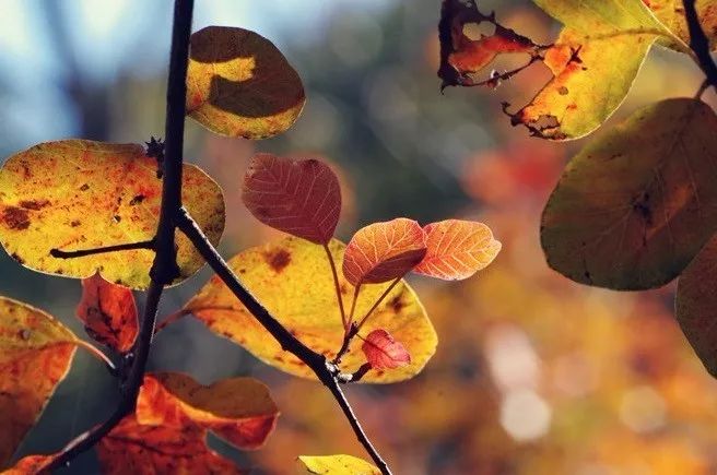 昌平最美的秋景在哪里,北京最美的秋景赏叶胜地香山公园