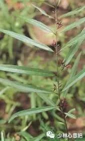 中药图片大全名称,中药图片大全带药名高清