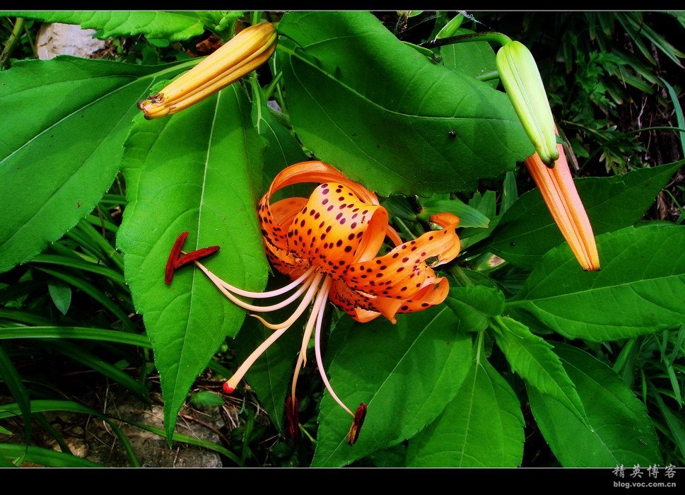 百合花浪漫吗,百合花的认识