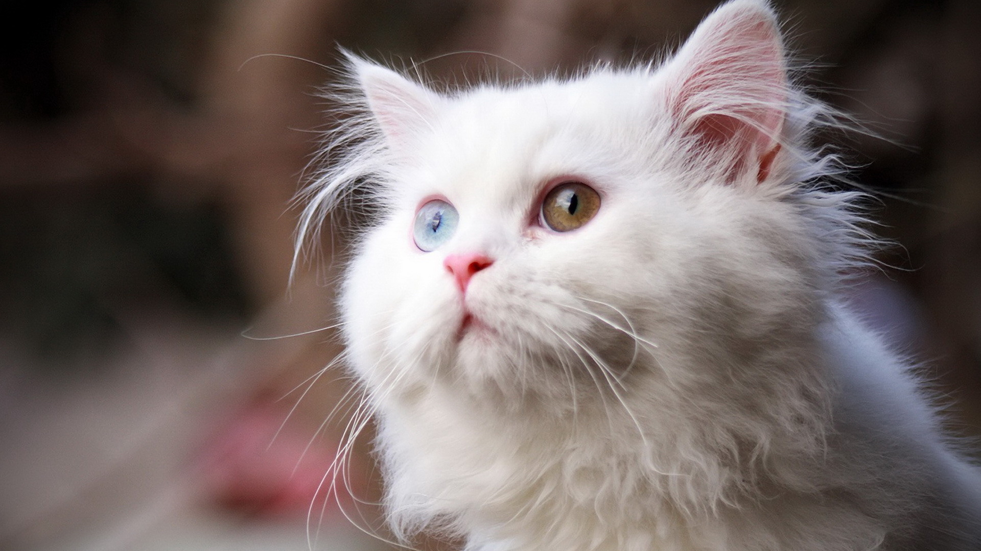 猫咪肠胃炎吃阿莫西林有用吗,猫咪肠胃炎吃什么食物好得快