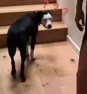 蹦迪摇头表情动图,斗图表情包聊天必备表情包