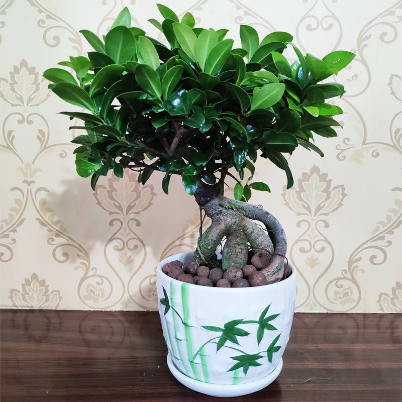 细叶榕树和小叶榕树图片对比,枝繁叶茂榕树图片