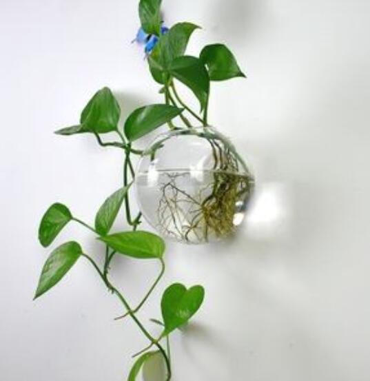 这6种花适合养在书房,装饰花草植物大全