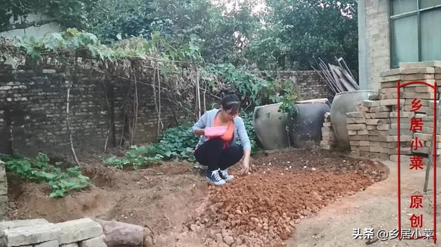 秋天种大蒜不出苗的原因,种植大蒜不生根怎么办