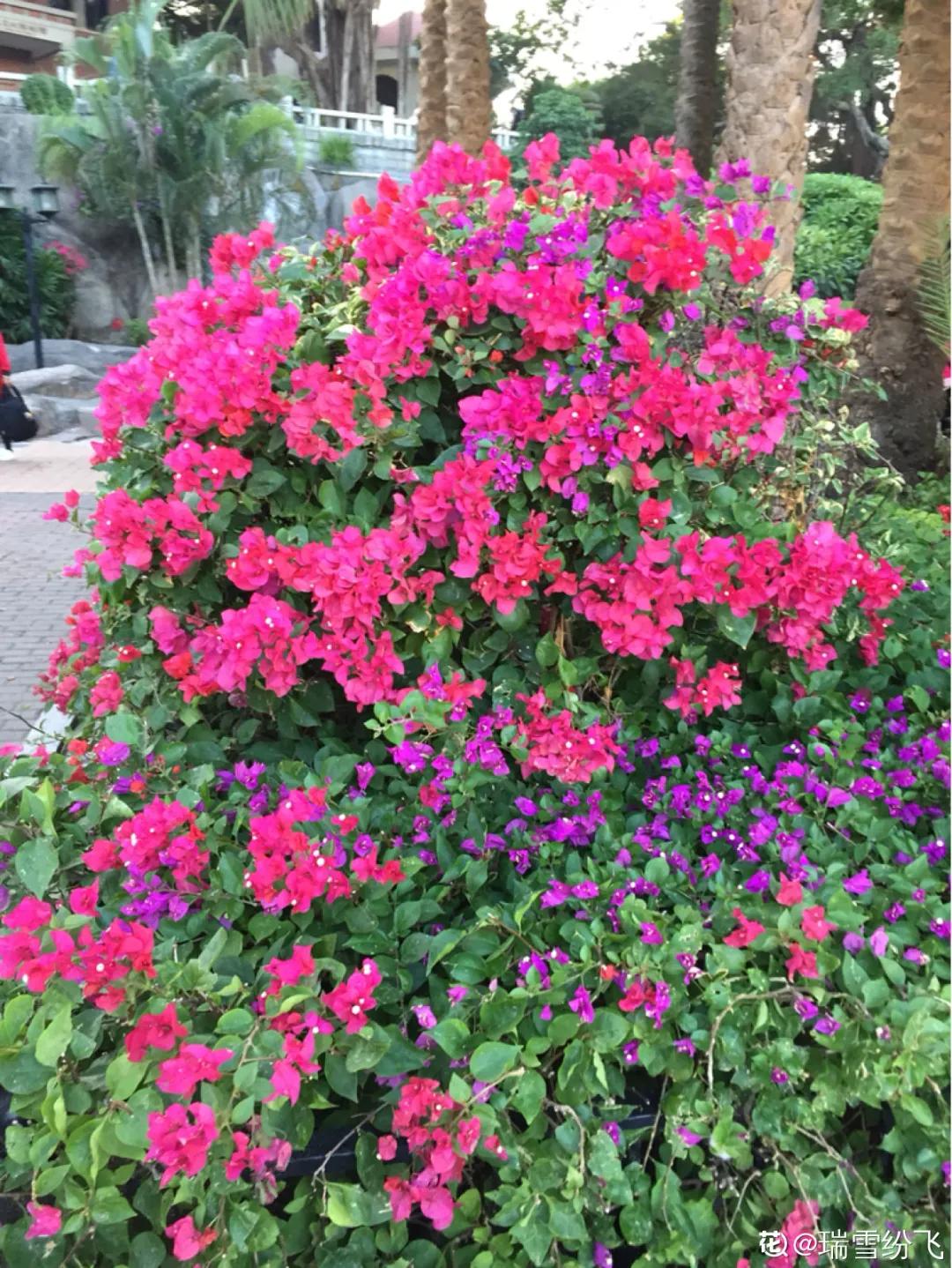 春天开的花有哪些常见又漂亮,十大名花在春天开的有哪些