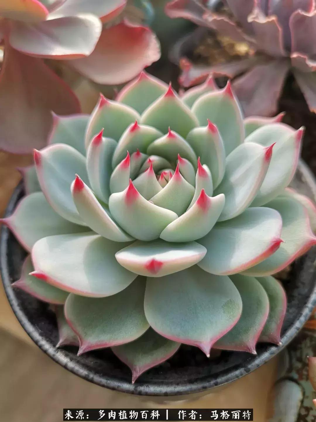 北方阳台多肉怎么过冬,北方阳台多肉