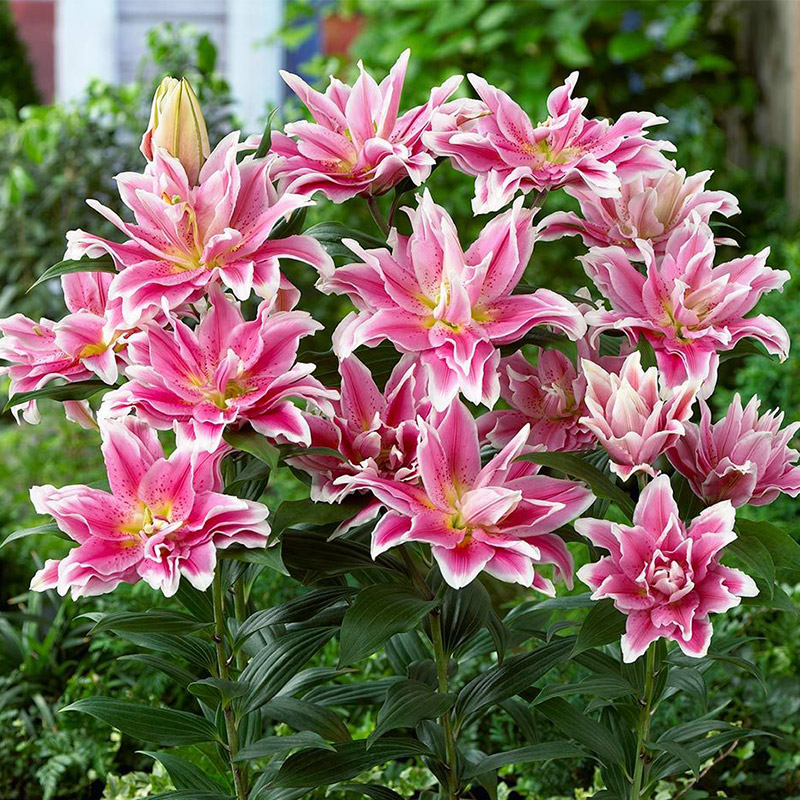 人养花花养人下句,什么花好养活又好看还可以吃的