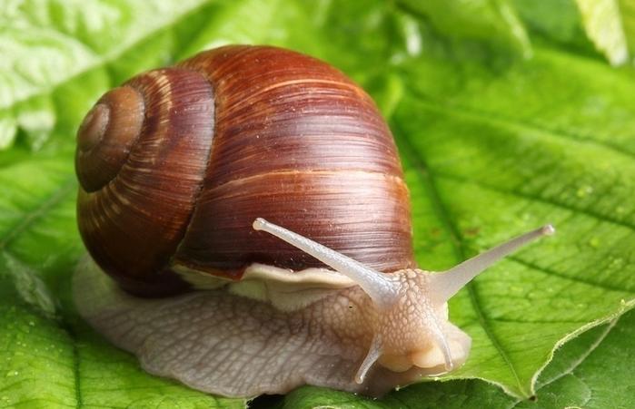 儿童创意美术课程：小蜗牛