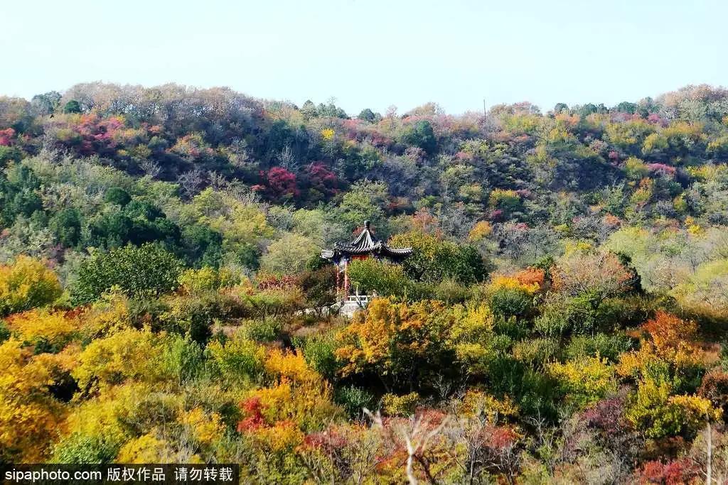 部分免费！北京赏秋“性价比”最高选择都在这儿了！