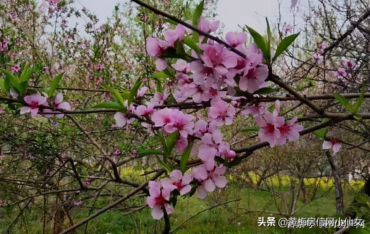 小池带大家去哪里玩,小池旅行哪里划算
