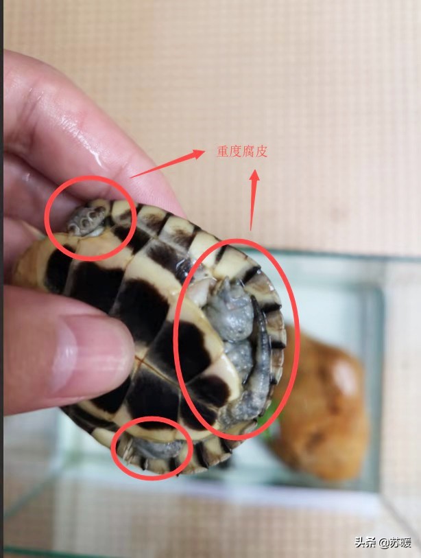 红茶可以治疗乌龟腐皮吗,腐甲腐皮的乌龟怎么治疗