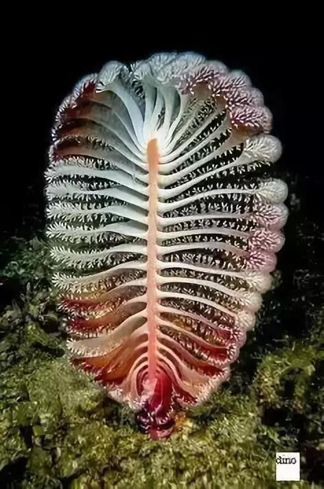 世界上最惊艳的海底照,100张绝美的海底照片