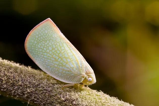 柑橘12月有什么病害虫害,柑橘全年病害虫害最新防治方法