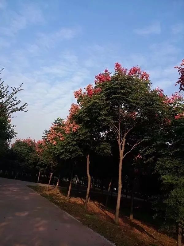 草木人间和燃冬,草木和人间