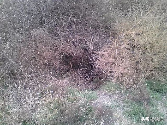 洛阳铲盗墓贼神器,洛阳铲历史