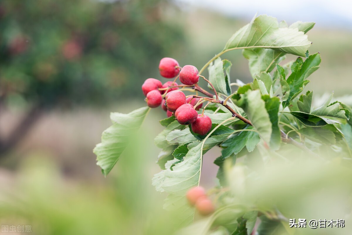 童年野果子,儿时的野果子总让人回味无穷