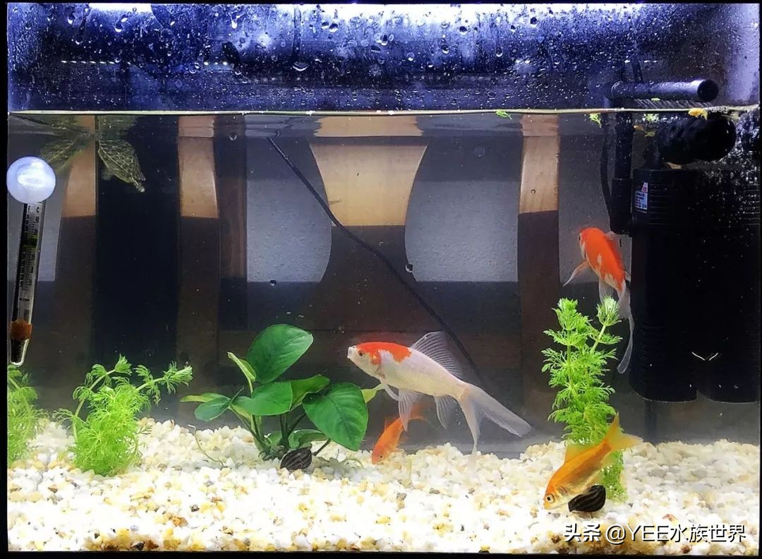 玻璃胶与鱼缸专用胶有什么区别,哪种鱼缸玻璃胶的粘性最强