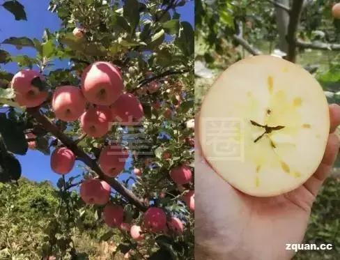 NO.870:鸽子在天上飞的呢,阿克苏却有人要买1000只…