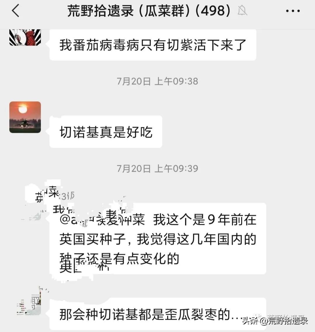 番茄的黑历史,关于番茄的那些事儿