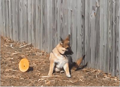 德国牧羊犬乱咬,边境牧羊犬挑食怎么办