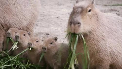 吃一周蔬菜沙拉能瘦几斤,连吃五天苹果能瘦多少斤
