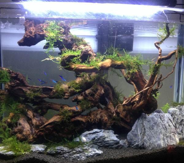 鱼缸很多气泡能养鱼吗,新开缸鱼缸有腥味