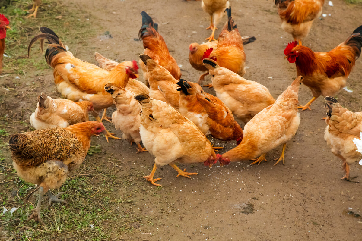 维生素c喂鸡早上还是晚上好,小鸡维生素c