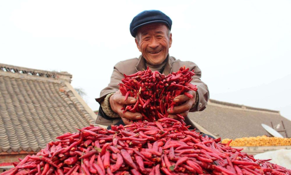 辣椒病毒病为什么用宁南霉素没用,辣椒病毒病用什么药最见效