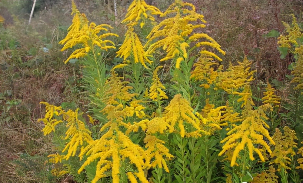 加拿大一枝花是入侵物种吗,加拿大一枝花为何必须铲除