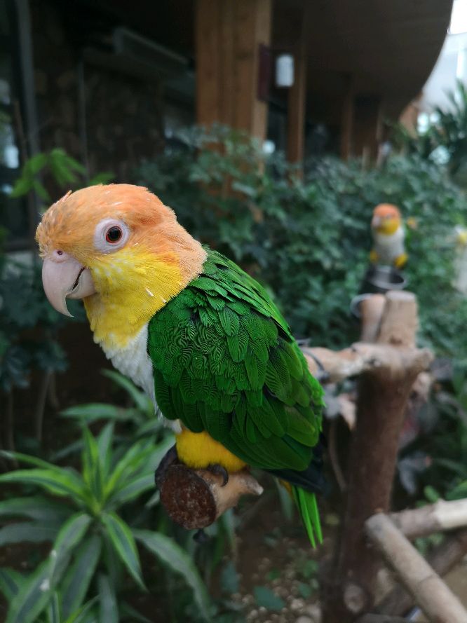 鹦鹉园里鹦鹉真不少，认识3种以上，当之无愧鹦鹉界老司机