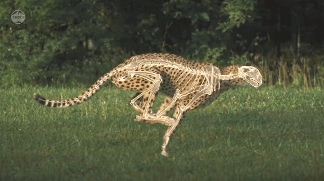 猎豹捕食的时候速度多少,猎豹捕食时的样子