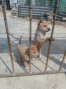 民间相狗的最佳方法,民间土狗相狗经