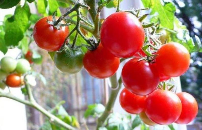 阳台种植的蔬菜怎样才能长得快,阳台种植蔬菜的技巧和方法视频