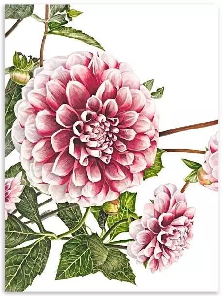 超写实绘画真实吗,超写实的植物绘画