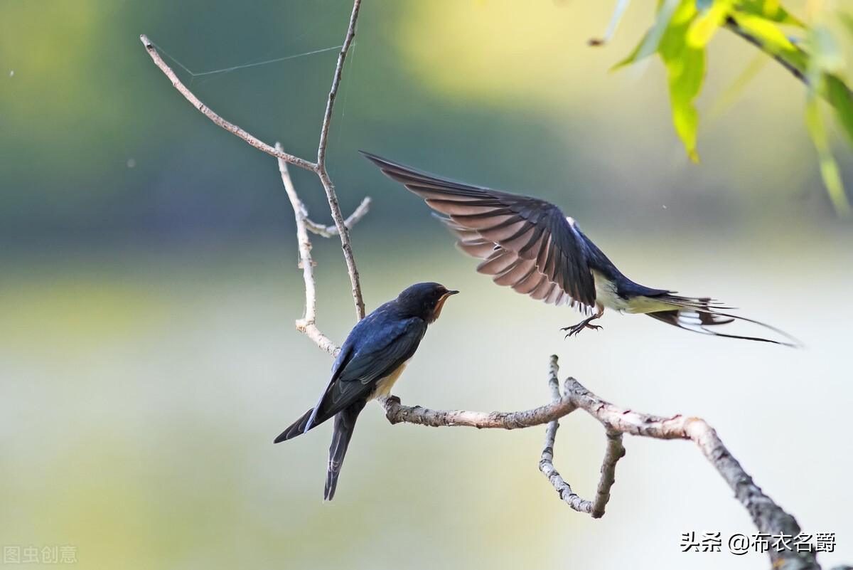 母牛产下罕见龙凤胎怎么办,母牛分娩难产的处理方法