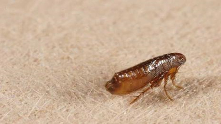 怎么样防治跳蚤最有效,怎么防治跳蚤