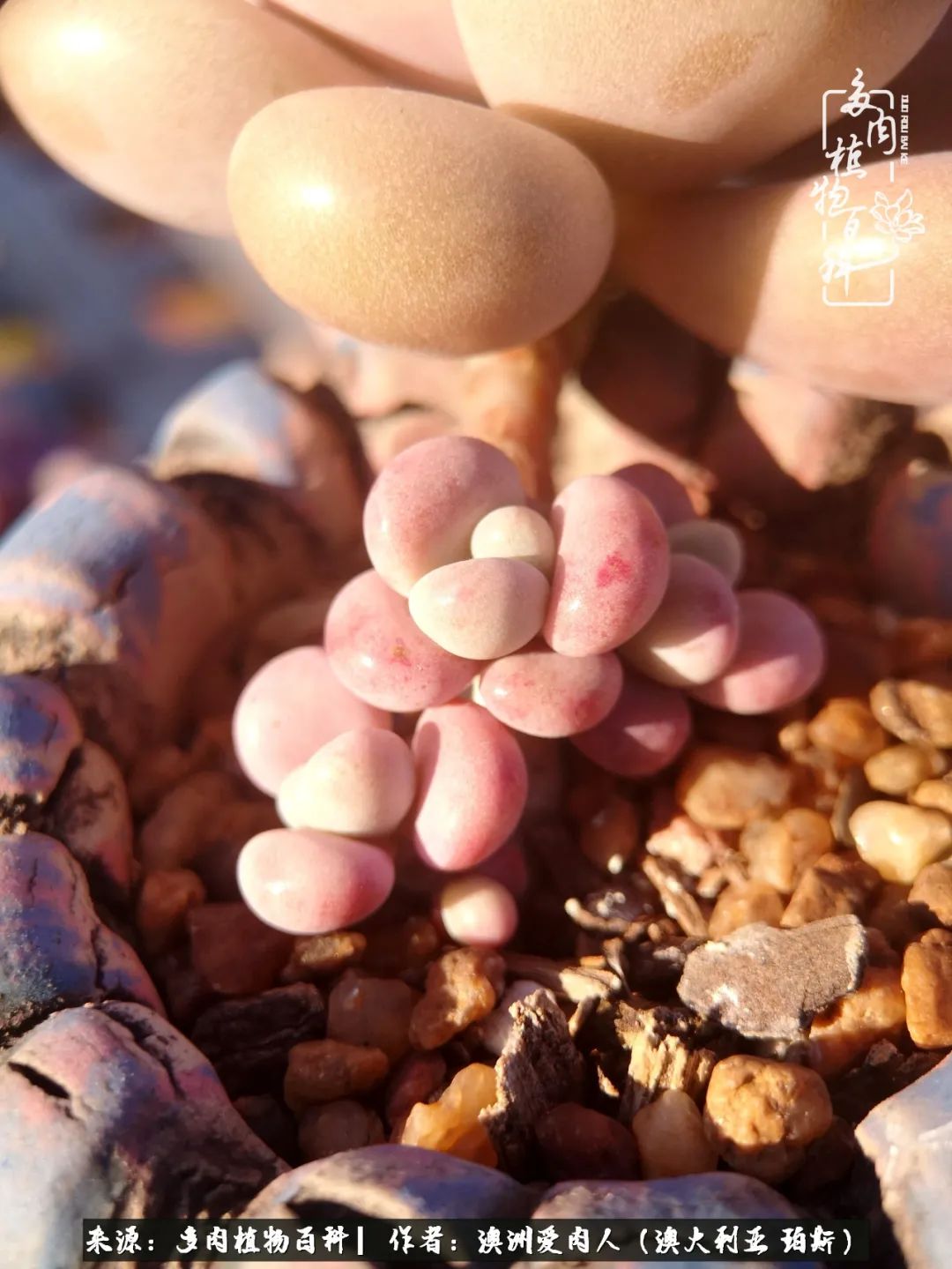 采蘑菇的小姑娘，“转行”来把多肉养