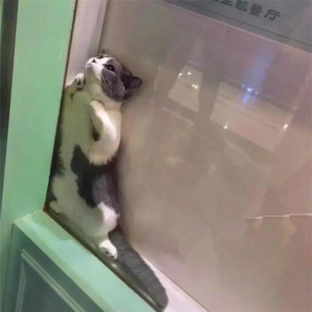 猫咪为了躲主人跑笼子,猫咪为食物躲在角落瑟瑟发抖