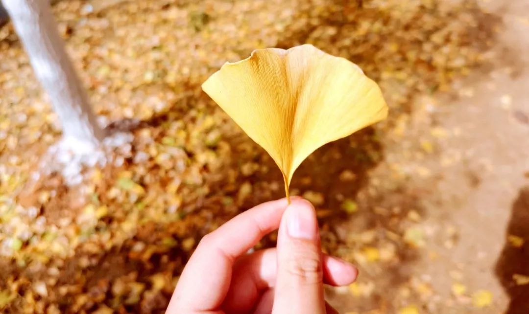 武汉职业技术学院校园风采,武汉职业技术学院风景