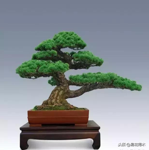 盆景构造及构成,树桩盆景鉴赏技巧