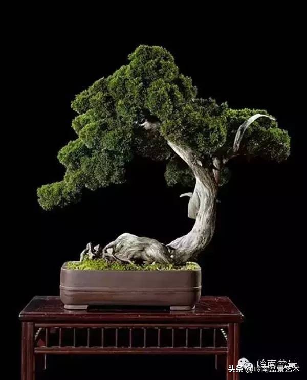 拍卖28万的盆景,藏家盆景