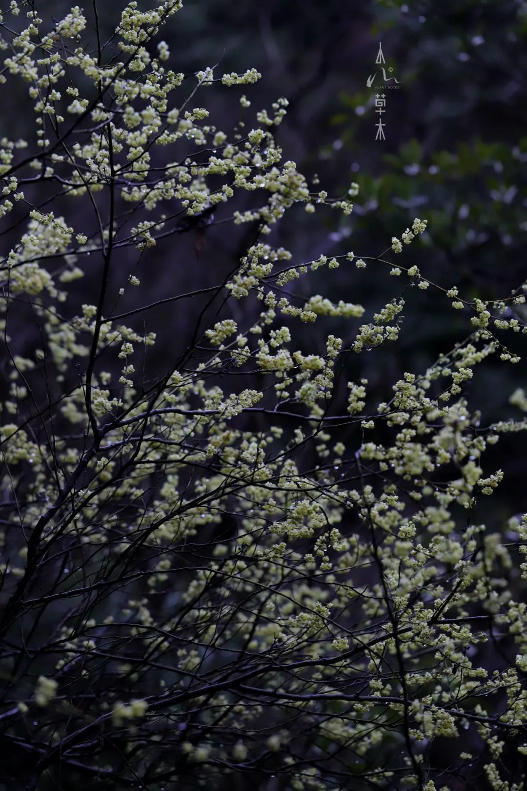 四明山龙观山,四明山国家森林公园樱花